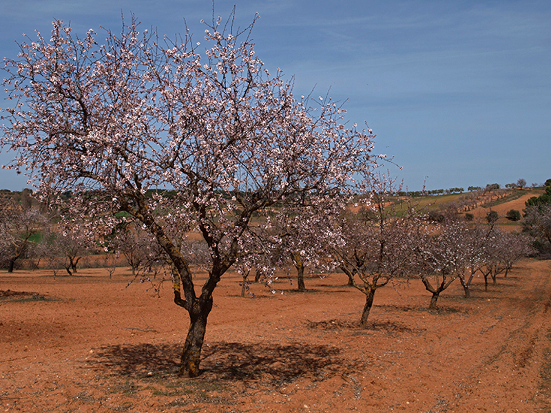 Almendra