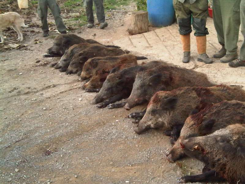 Desde este jueves se pueden cazar jabalís para frenar los daños en cultivos y accidentes de tráfico - imagen 1
