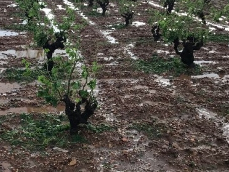 El granizo deja un 100% de daños en zonas de Villanueva de la Jara, Villagarcía y Casas de Juan Fernández - imagen 1