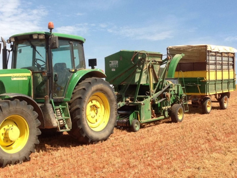 La producción de lentejas en la Manchuela será un 50 % inferior a un año normal - imagen 1