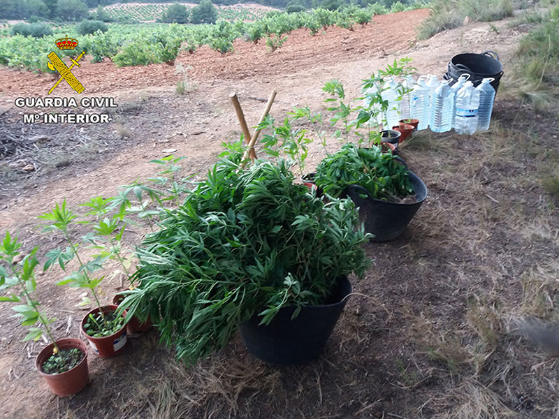 La Guardia Civil detiene a un varón de 55 años por cultivar 141 plantas de marihuana en Minglanilla - imagen 1