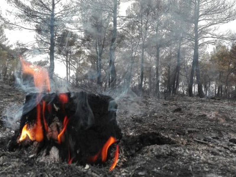 Controlado el incendio de Campillo de Altobuey - imagen 1