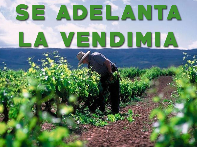 La vendimia se adelanta en quince días respecto al año pasado en la provincia - imagen 1