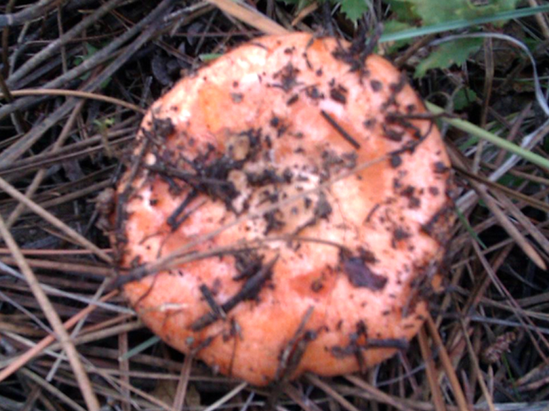 La ausencia de lluvias retrasa la temporada de hongos pero aún no se debe dar por perdida - imagen 1