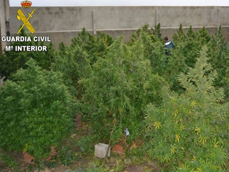 Dos personas investigadas por cultivo de drogas en La Mancha conquense - imagen 1