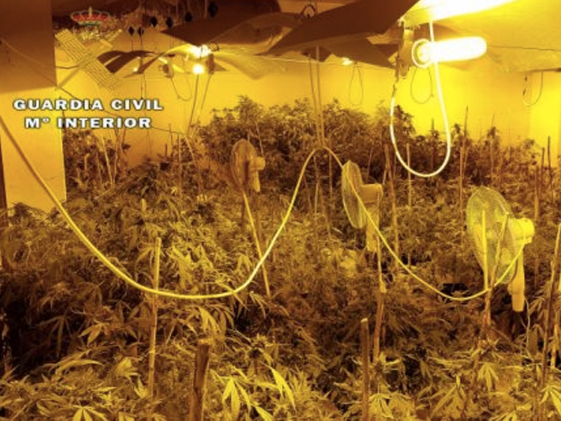 Desmantelado en La Roda un laboratorio de cultivo de marihuana - imagen 1