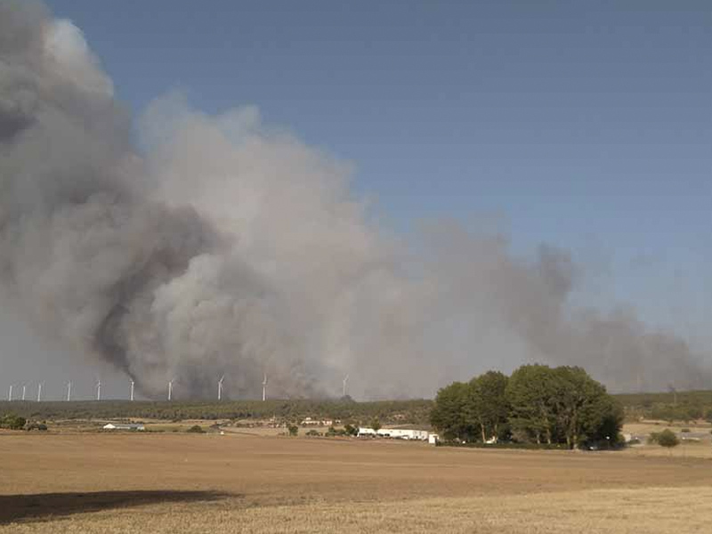 La zona afectada por el incendio de Campillo se ha comenzado a restaurar - imagen 1
