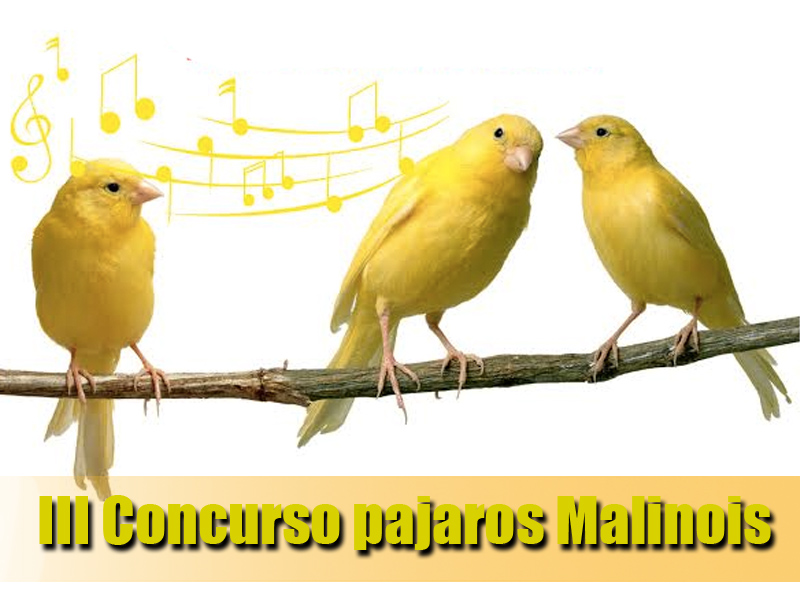 Pajaros malinois