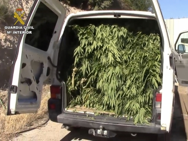 Un detenido y medio millar de plantas de Marihuana intervenidas - imagen 1