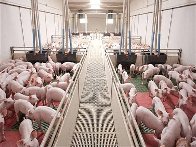 El Gobierno de Castilla-La Mancha prepara una orden para alejar las granjas porcinas de los núcleos urbanos - imagen 1