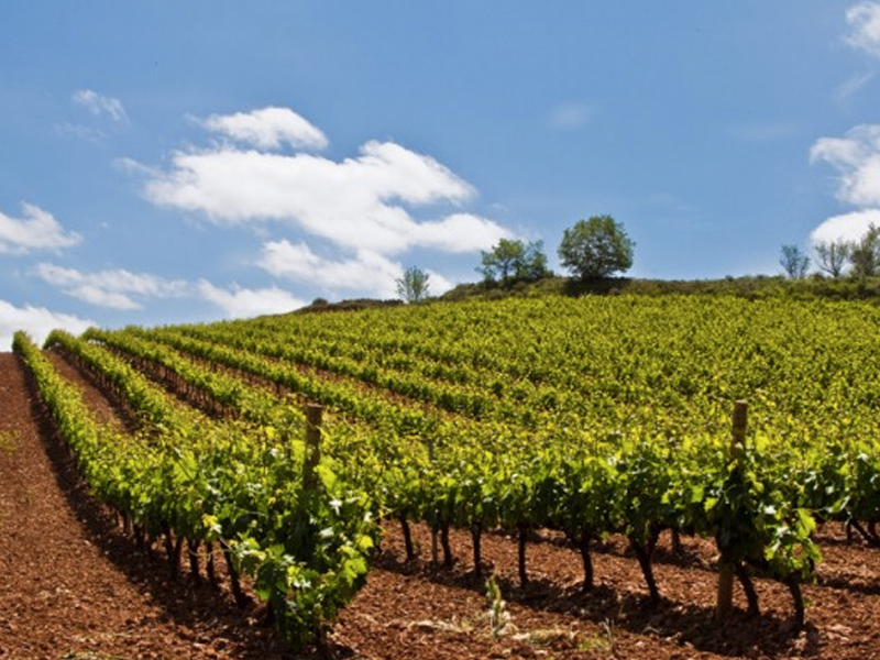 Frente común para planificar la postura de C-LM ante la futura PAC - imagen 1