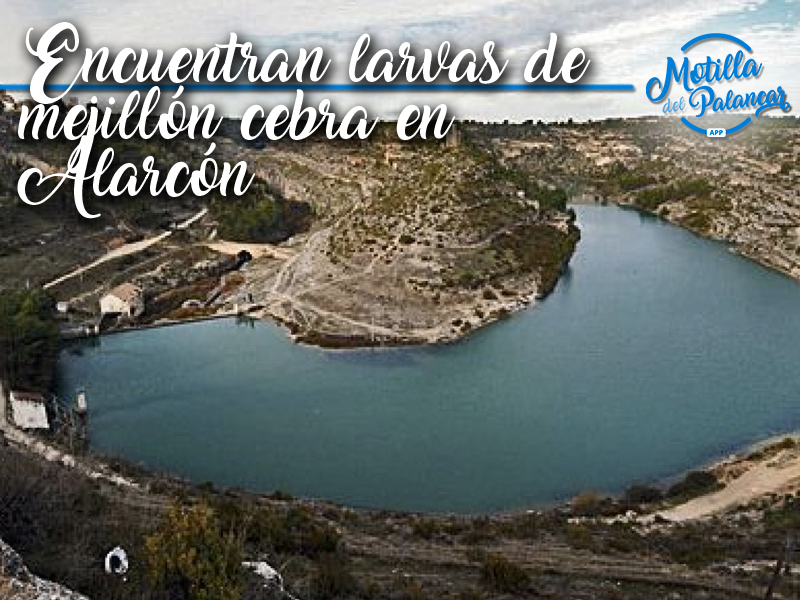 Detectada la presencia de larvas de mejillón cebra, una especie invasora, en el embalse de Alarcón - imagen 1