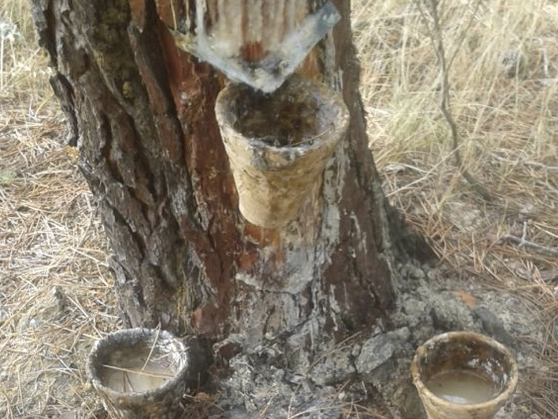 Una empresa resinera creará 200 puestos de trabajo en la Serranía Baja - imagen 1