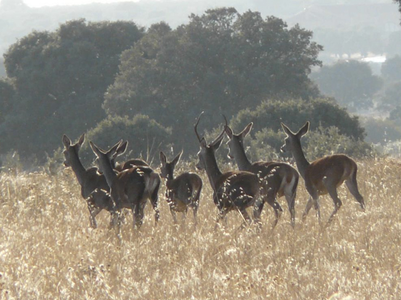 Dos detenidos por caza furtiva y por comercializar la carne obtenida sin cumplir las normas sanitarias - imagen 1