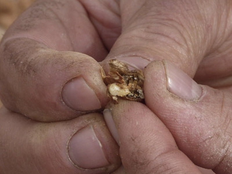 Agricultores de La Manchuela alertan del riesgo de la avispilla en el cultivo del almendro - imagen 1