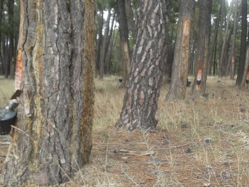 La nueva empresa de aprovechamiento forestal ha hecho ya 85 contratos - imagen 1