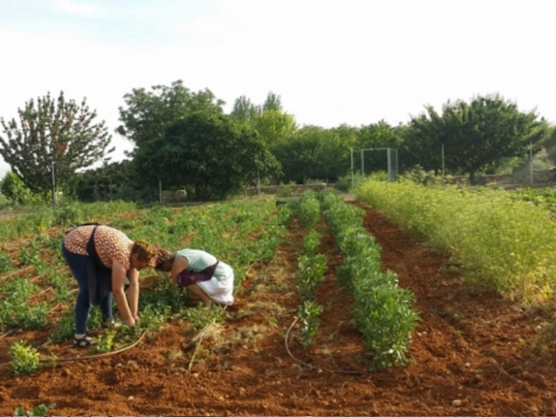 De la huerta de Campillo de Altobuey a los comedores de Disney, Ericsson o MasMovil - imagen 1