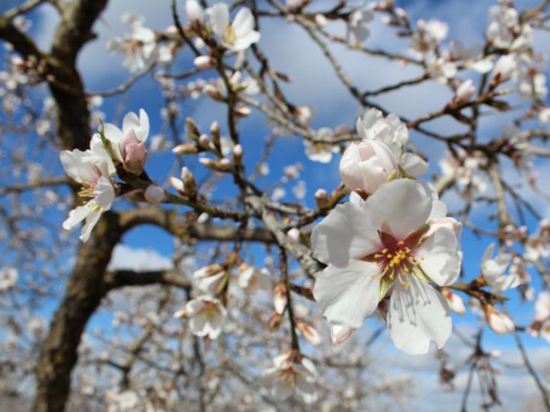 Los alérgicos al polen se enfrentan a una primavera dura. - imagen 1