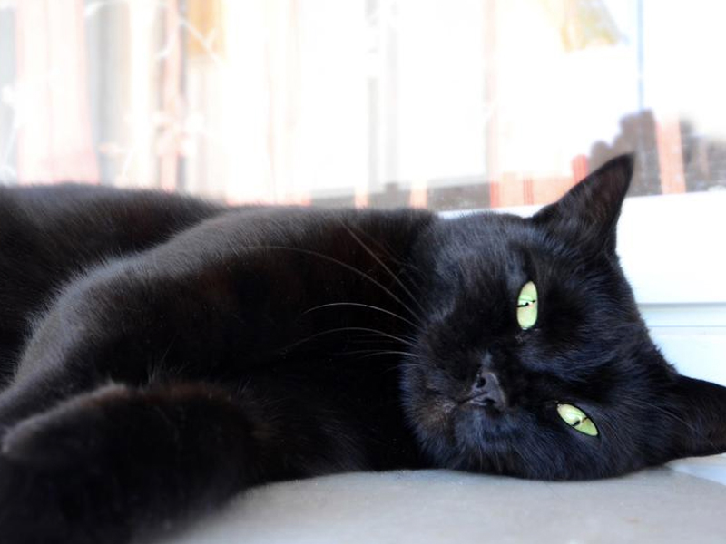 Gato