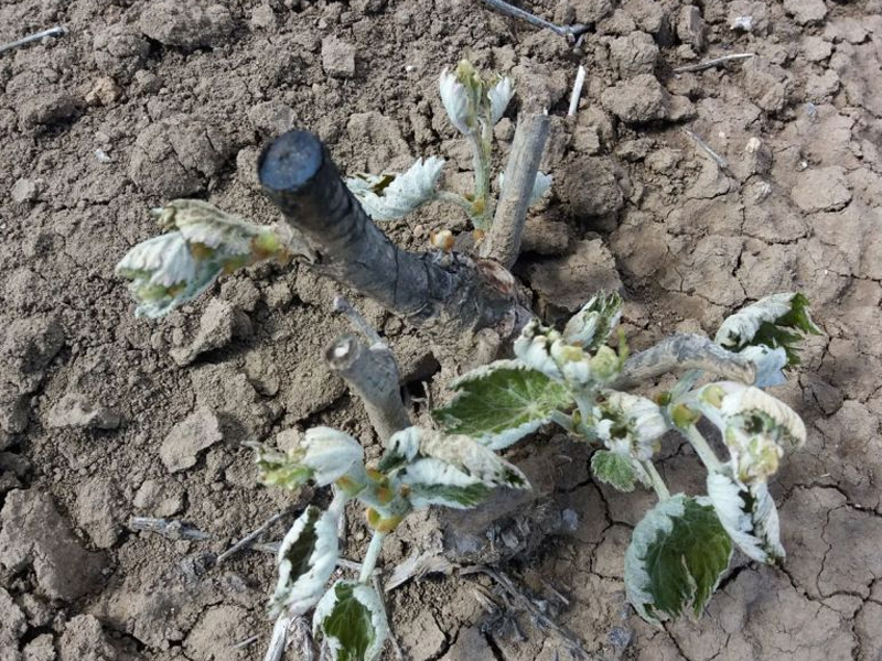 Viñas heladas en la comarca de La Mancha con el inicio del mes de Mayo - imagen 1