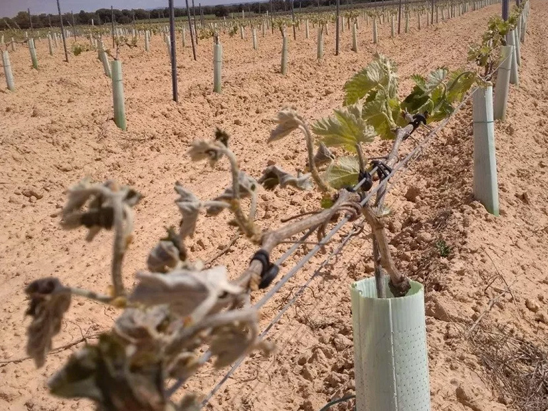Más de 7.000 hectáreas de viñedo de la provincia de Cuenca están afectadas - imagen 1
