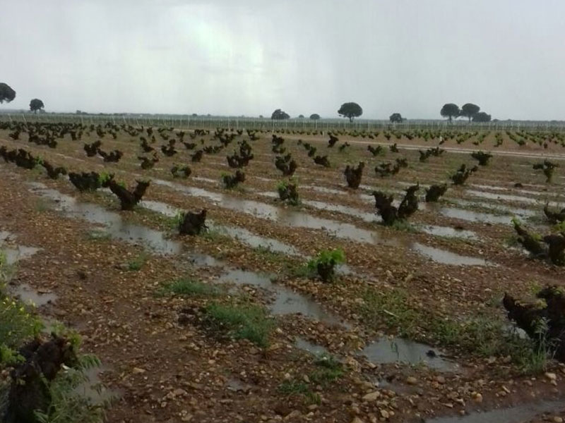 La Mancha se salva del granizo y la tormenta de agua es muy bienvenida - imagen 1