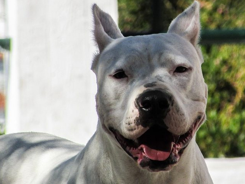 Juicio a un hombre en Albacete por abandonar varias semanas a un perro en una terraza - imagen 1