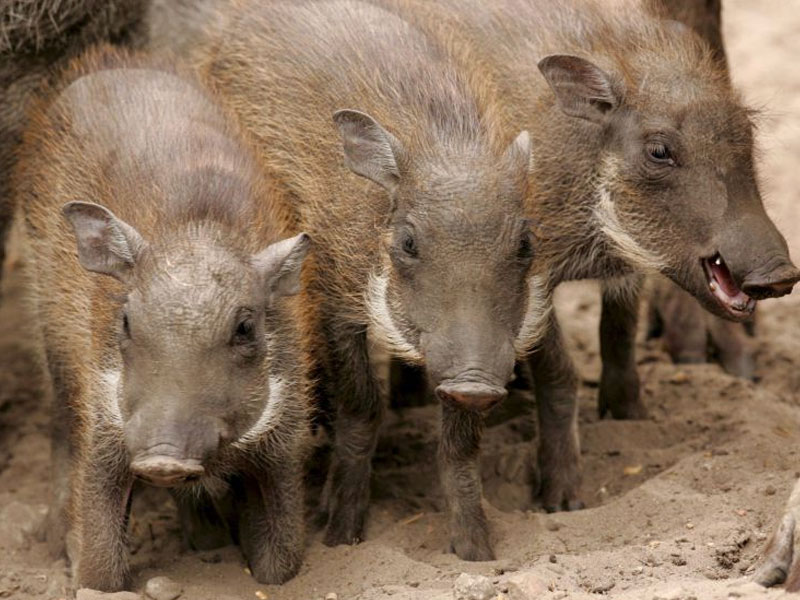 Los daños de la fauna silvestre en los cultivos elevan a 2.851 los partes por siniestro en Castilla-La Mancha - imagen 1