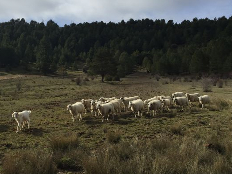 El gobierno regional pone en marcha las ayudas a la "oveja bombera" - imagen 1