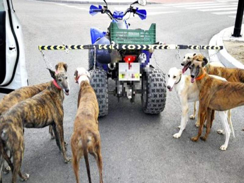 Galgos albacete