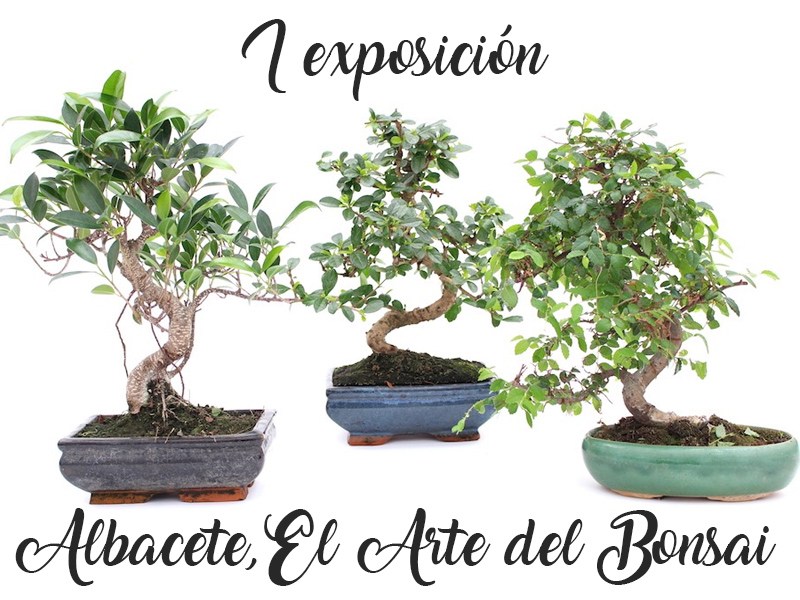 Exposicion bonsais