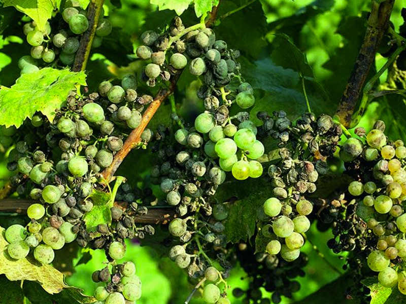 UPA en Castilla-La Mancha confirma la presencia de Mildiu en La Mancha - imagen 1