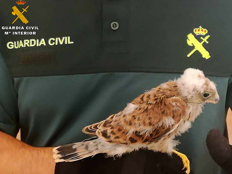 Recuperan en Mahora un joven ejemplar de cernícalo primilla - imagen 1