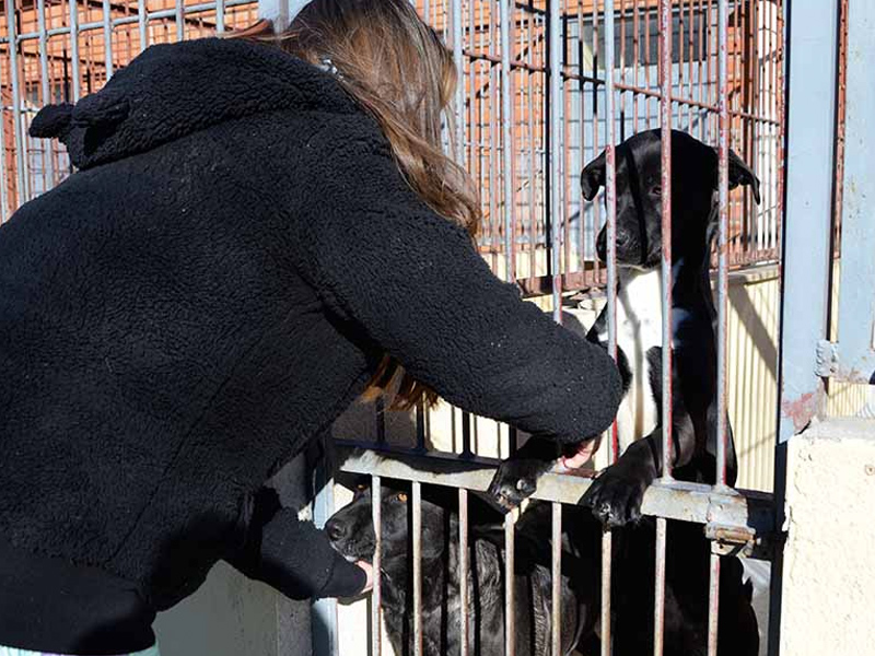 El Albergue Provincial de Animales ha entregado en adopción 55 perros en lo que llevamos de año - imagen 1