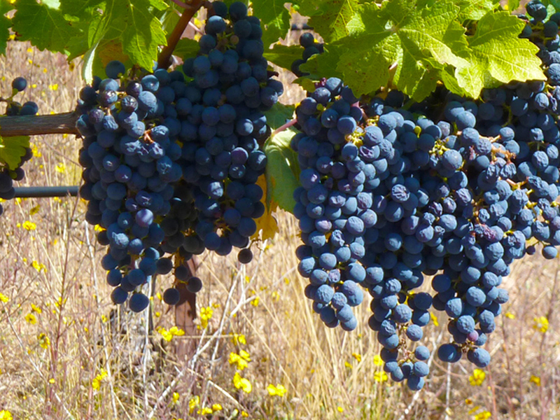 Vino