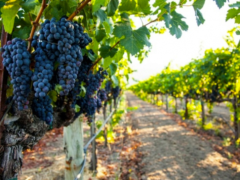 La climatología retrasa la campaña de la vendimia - imagen 1
