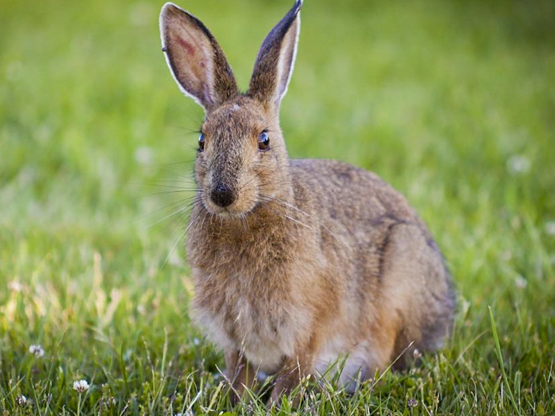Aparecen liebres con síntomas de mixomatosis en varios puntos de CLM - imagen 1