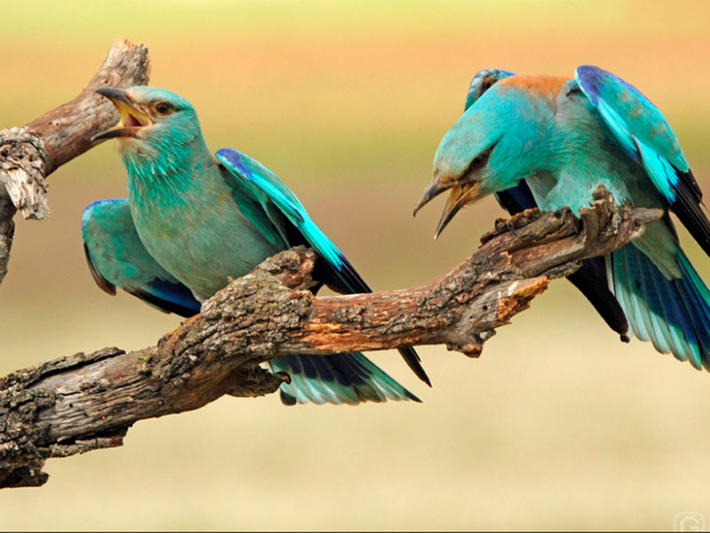 Exposición Fotográficas de Aves | Motilla del Palancar - imagen 1