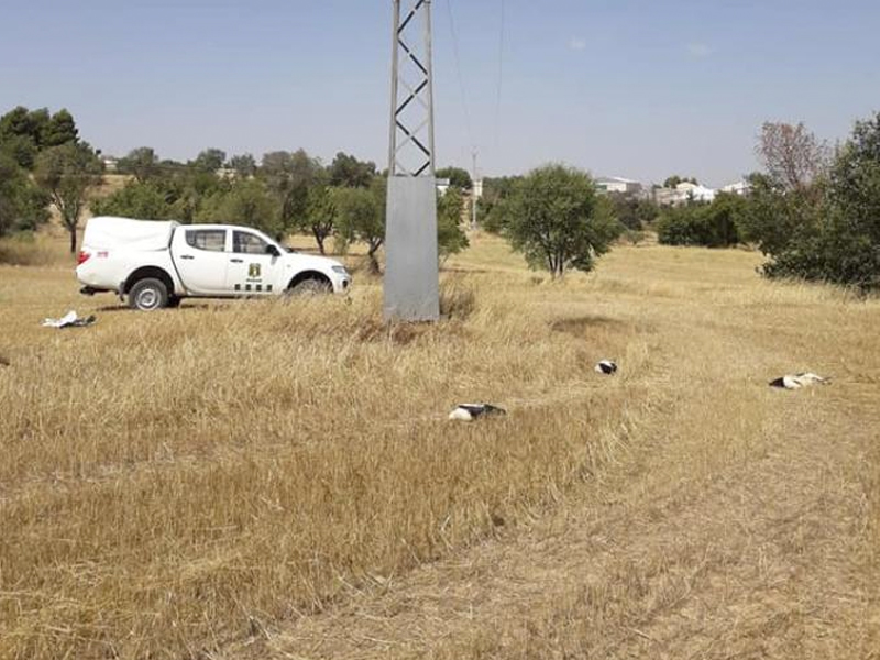 Muere por electrocución una decena de cigüeñas en Portalrubio de Guadamejud - imagen 1