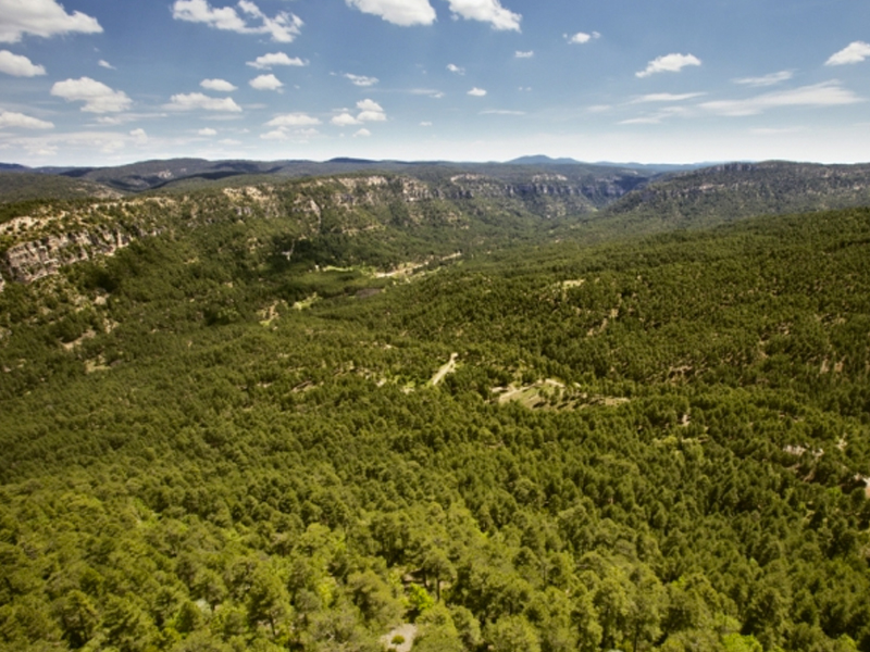 Bosques cuenca