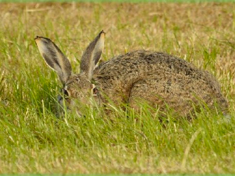 La mixomatosis en liebres afecta ya a 107 municipios - imagen 1