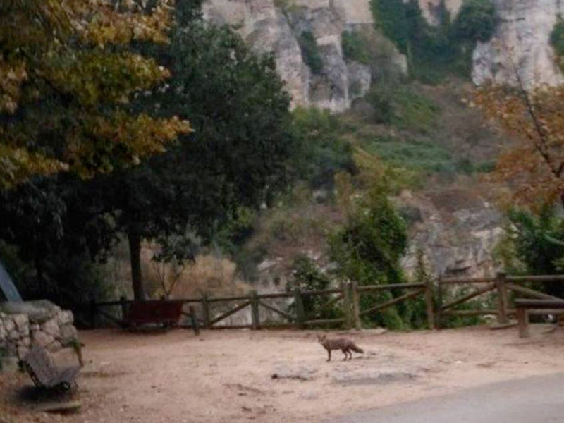¿Zorros en el Casco Antiguo de Cuenca? - imagen 1