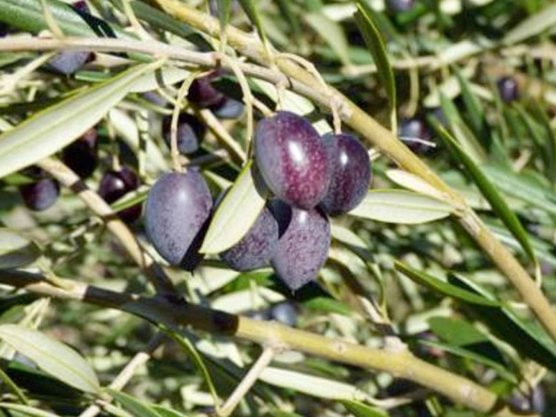 La mejor campaña del olivar del último lustro en la provincia de Cuenca - imagen 1