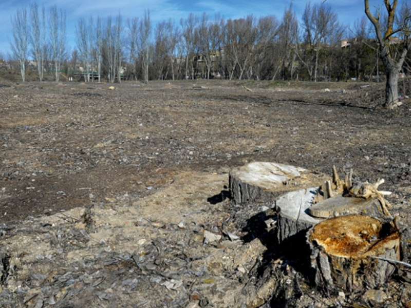 4.000 nuevos árboles para regenerar las riberas del Júcar y el Moscas - imagen 1