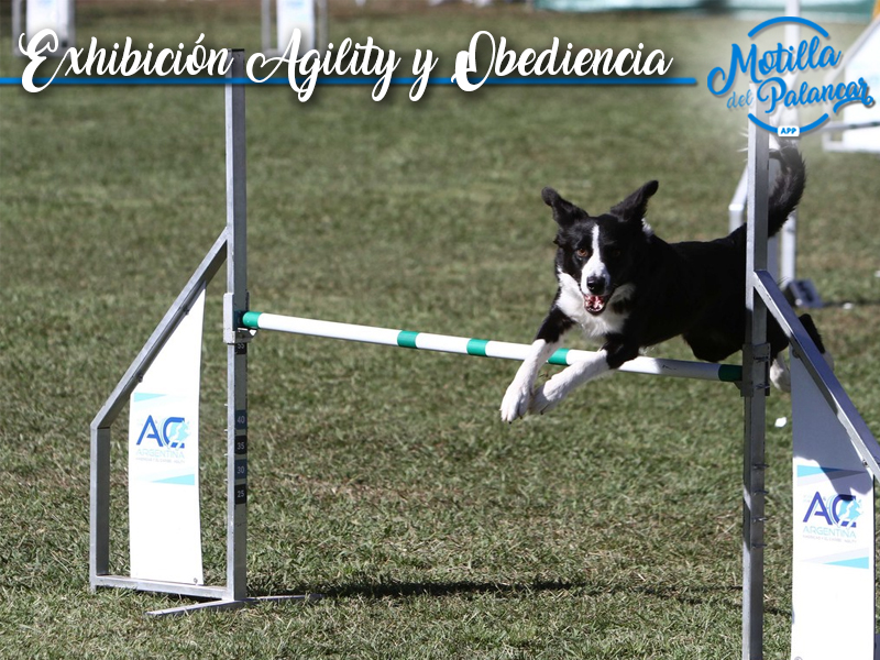 Exhibición Agility y Obediencia | Parque Canino - imagen 1