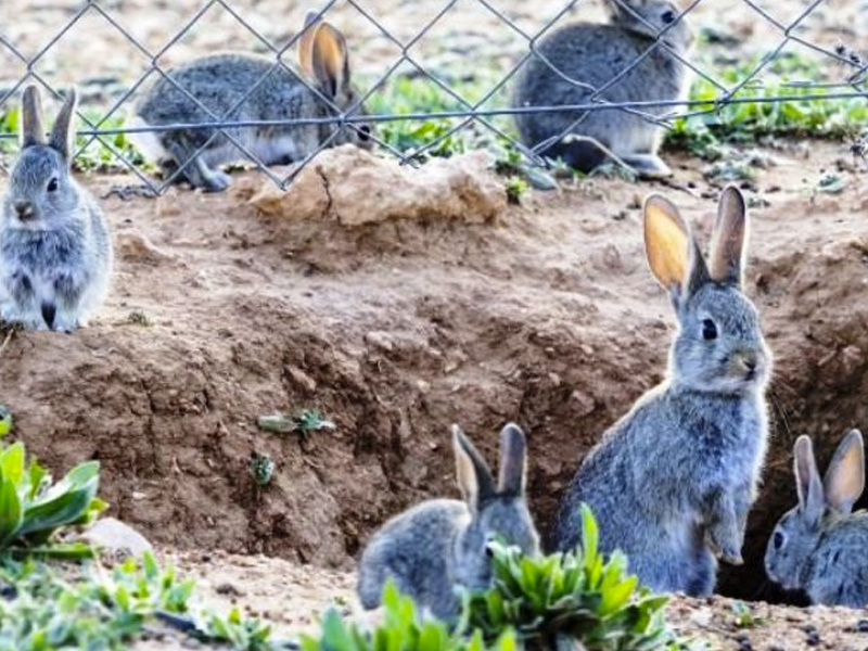 Asaja pide la ampliación del plazo para acabar con la plaga de conejos - imagen 1