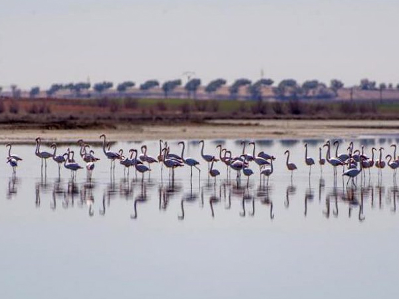 Castilla-La Mancha, camino de la sequía por un comienzo de año cálido y seco, según la AEMET - imagen 1