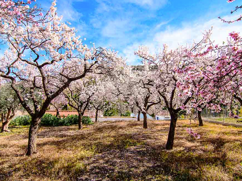 Las heladas provocan graves daños en los almendros - imagen 1