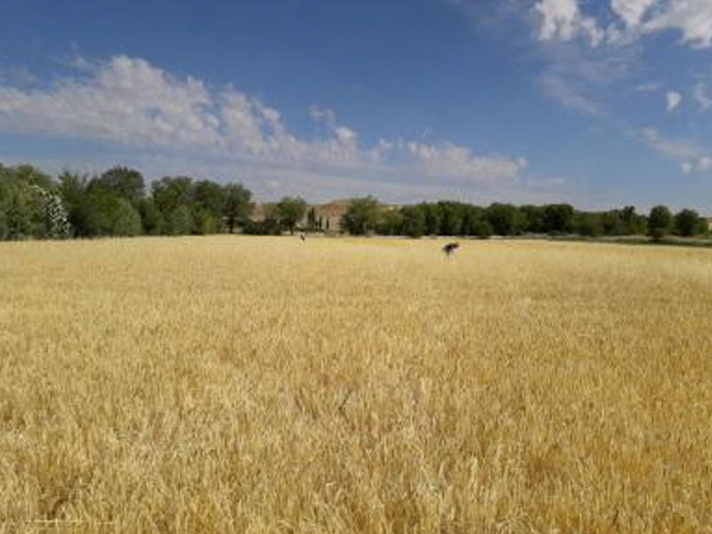 Agroseguro iniciará el pago de las indemnizaciones por sequía a mediados del mes de julio - imagen 1