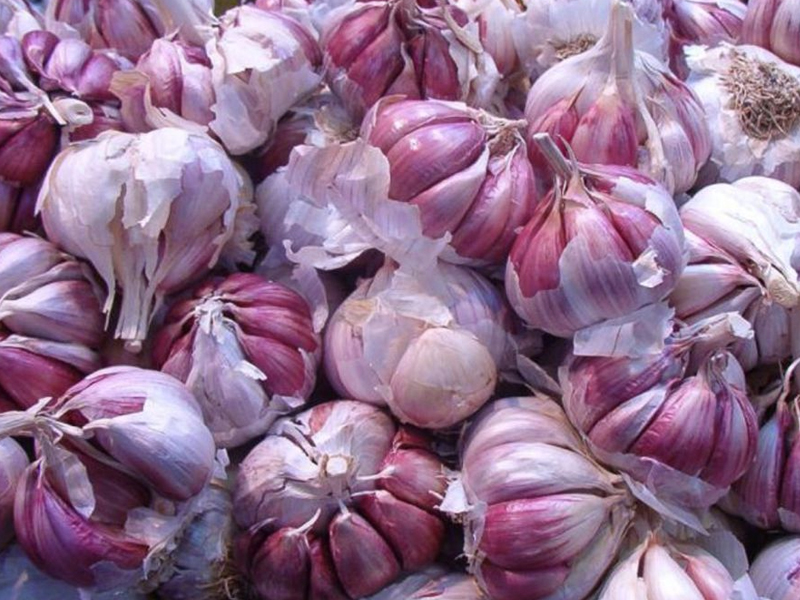 Ajo morado